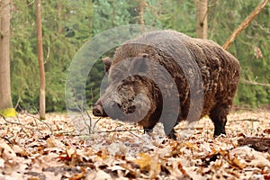 Huge european wild boar male