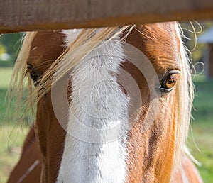 Huge eyes of a beautiful bay horse