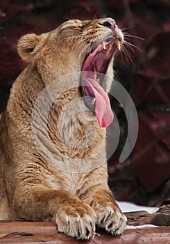 Huge face of a predatory lioness with a wide open red hungry voracious mouth, a lioness growls exposing fangs and a red tongue.