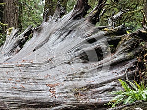 Huge fallen Redwood