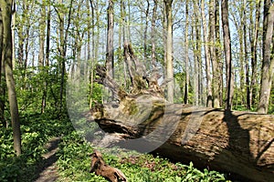 Huge fallen tree