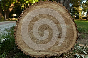 Huge fallen tree, end face with annual rings, close-up. Design element or abstract natural background