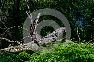 Huge fallen tree in the forest, dead laying beech decaying surrounded by greenery. New Forest natural order