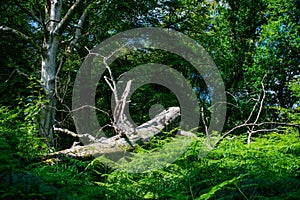 Huge fallen tree in the forest, dead laying beech decaying surrounded by greenery. New Forest natural order