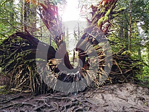 A huge fallen tree, roots exposed from years of rain in an old growth forest