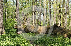 Huge fallen tree