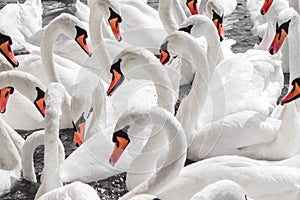 Huge family of swans gathering on lake,  pattern