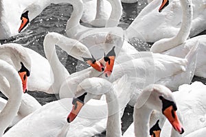 Huge family of swans gathering on lake,  pattern