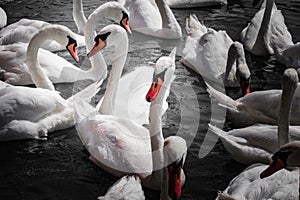 Huge family of swans gathering on lake,  pattern