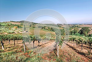 Huge farm with wineyard. Colorful vineyard landscape in Italy. Vineyard rows at Tuscany landscape in sun