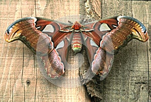 Huge female of Atlas moth photo