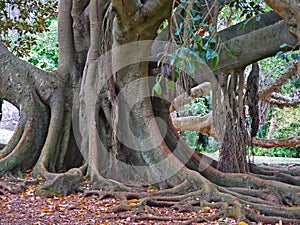 Huge ficus benghalensis Banyan in the botanical garden Jardim Botanico Tropical in Lisbon