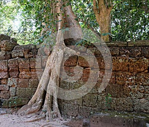 A huge ficus grows on the old stone wall. The tree destroys the ancient stone wall with its roots