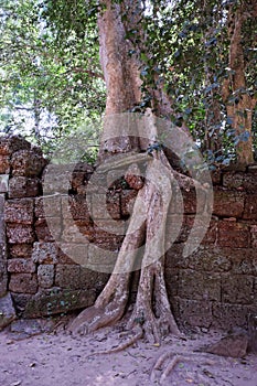 A huge ficus grows on the old stone wall. The tree destroys the ancient stone wall with its roots