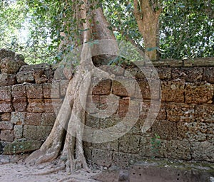 A huge ficus grows on the old stone wall. The tree destroys the ancient stone wall with its roots