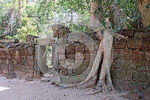 A huge ficus grows on the old stone wall. The tree destroys the ancient stone wall with its roots