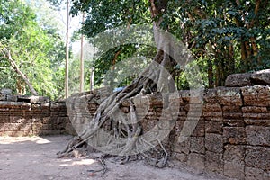 A huge ficus grows on the old stone wall. The tree destroys the ancient stone wall with its roots