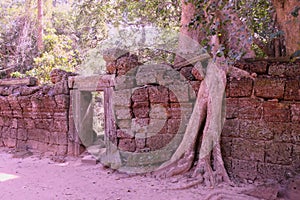 A huge ficus grows on the old stone wall. The tree destroys the ancient stone wall with its roots