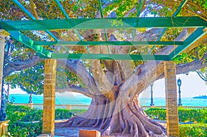 The huge ficus tree in Alameda Apodaca Gardens in Cadiz, Spain