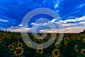 A huge field with beautiful flowers of sunflower