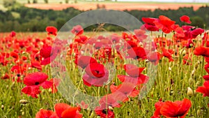 Huge field of blossoming poppies. Rustic Summer Landscape, Background