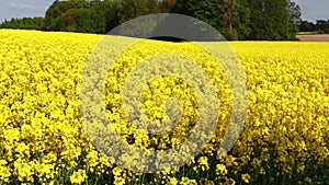 A huge field of flowering rapeseed, rapeseed flowers swaying in the wind