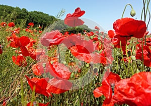 The huge field of red poppies flowers. Sun and clouds. View many of poppies and close-up