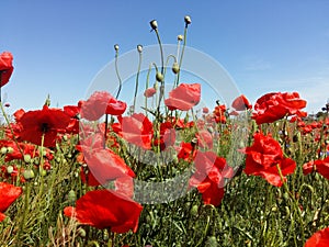 The huge field of red poppies flowers. Sun and clouds. View many of poppies and close-up
