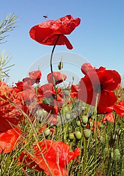 The huge field of red poppies flowers. Sun and clouds. View many of poppies and close-up