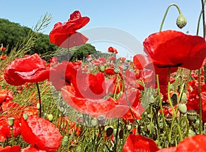 The huge field of red poppies flowers. Sun and clouds. View many of poppies and close-up