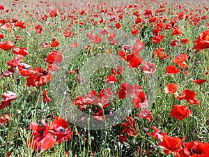 The huge field of red poppies flowers. Sun and clouds. View many of poppies and close-up