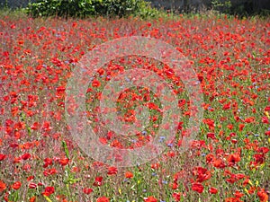 The huge field of red poppies flowers. Sun and clouds. View many of poppies and close-up