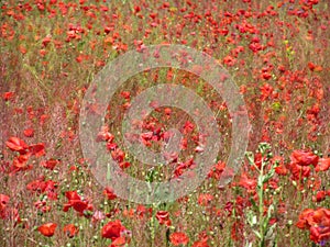 The huge field of red poppies flowers. Sun and clouds. View many of poppies and close-up