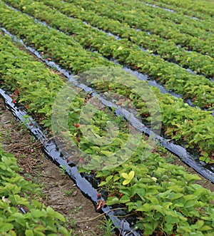 Huge field of red strawberries on the plain