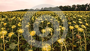 A huge field of ripening sunflower