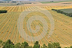 Huge field of round straw bales