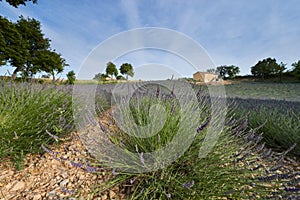 Huge Field of rows of lavender in France, Valensole, Cote Dazur-Alps-Provence, purple flowers, green stems, combed beds