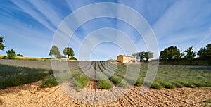 Huge Field of rows of lavender in France, Valensole, Cote Dazur-Alps-Provence, purple flowers, green stems, combed beds