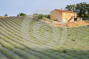 Huge Field of rows of lavender in France, Valensole, Cote Dazur-Alps-Provence, purple flowers, green stems, combed beds