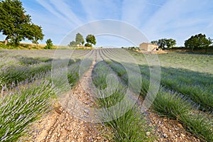 Huge Field of rows of lavender in France, Valensole, Cote Dazur-Alps-Provence, purple flowers, green stems, combed beds