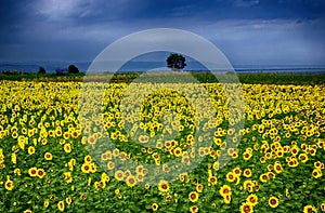 Huge field of sunflowers, landscape shot made in Turkey.
