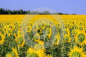 A huge field with sunflowers turned away from the setting sun against a cloudless blue sky