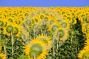 A huge field with sunflowers turned away from the setting sun against a cloudless blue sky