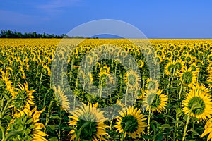 A huge field with sunflowers turned away from the setting sun against a cloudless blue sky