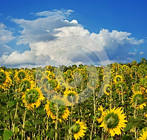 A huge field with sunflowers turned away from the setting sun against a cloudless blue sky