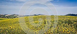 Huge field of Tuscan sunflowers