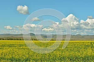 A huge field of yellow-flowering rapeseed at the foot of a range of high hills under a cloudy summer sky