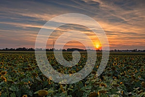 A huge field of yellow sunflowers at the late sunset with the orange glowing sun in the background - concept for idyllic