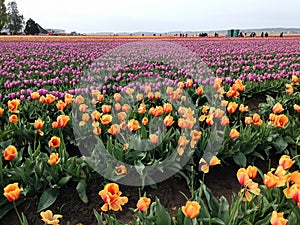 Huge fields of brightly colored spring tulips