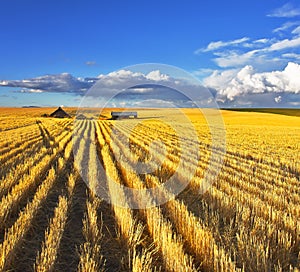 Huge fields of Montana after a harvest